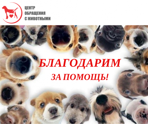 Школа танцев помогает приюту