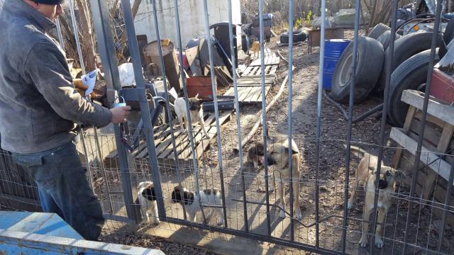 Руководитель АТП построил вольер для бродячих собак, обитающих на территории предприятия