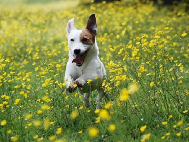 Что чувствуют собаки?