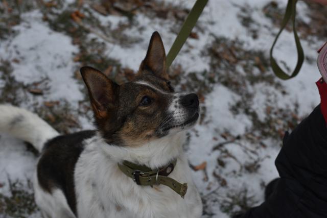 В Харьковском центре содержания бездомных животных состоялся праздничный День открытых дверей