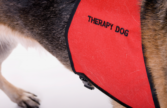 Канистерапия и помощь семьям с аутизмом. В мэрии поделились планами работы на 2019 год