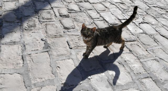 Девушку парализовало после того, как она погладила бездомную кошку