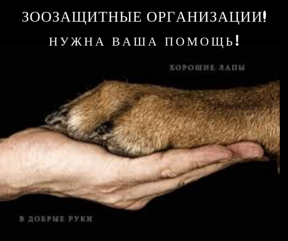 Обращение к зоозащитным организациям! Решением суда прекращена деятельность незаконного приюта для собак