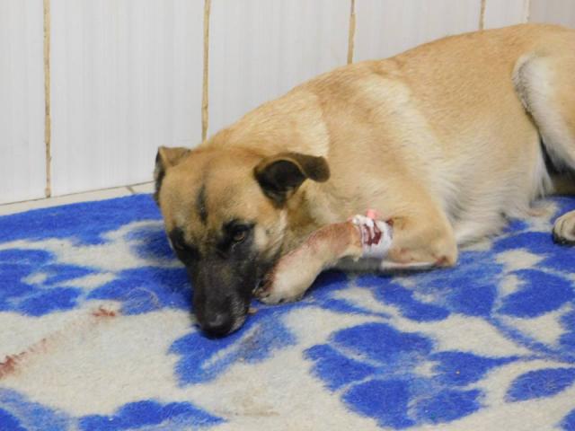 Бездомная собака в тяжелом состоянии пришла за помощью к людям