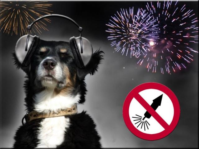 КП "Центр обращения с животными" - вниманию владельцам собак!