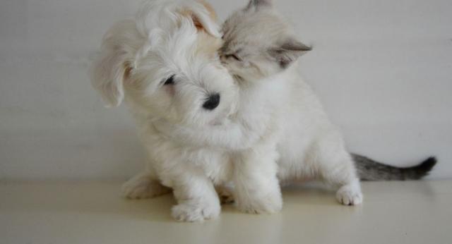 В Молдове введут налог на усы, лапы и хвосты 