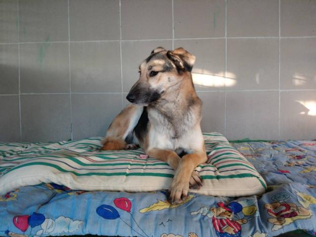 КП "Центр обращения с животными" благодарит харьковчан, оказавшим помощь в утеплении будок для собак приюта!