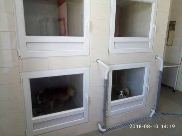 В КП "Центр обращения с животными" в зоне карантина оборудовали боксы для содержания щенков и короткошерстных собак