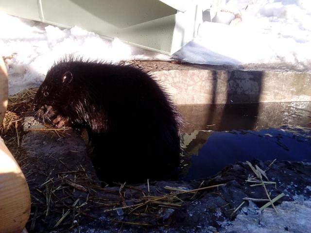 О необычных питомцах харьковского Центра содержания животных