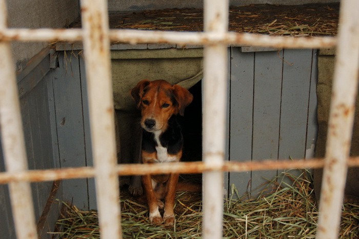 Харьковский приют для животных