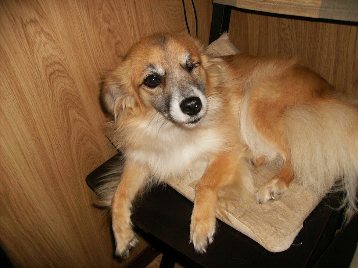 Харьковский приют для животных