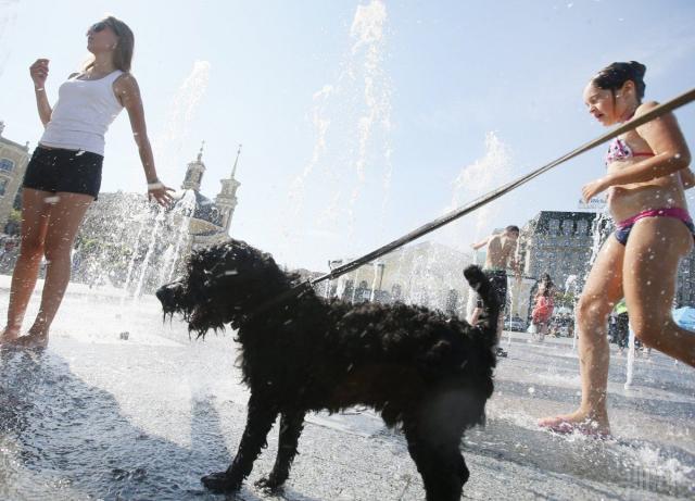 жара для животных