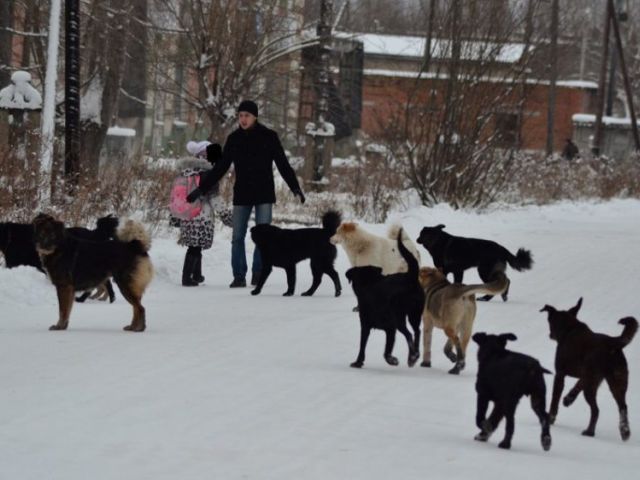 Центр обращения с животными - проблема регулирования численности бездомных животных не простая, но решаемая.