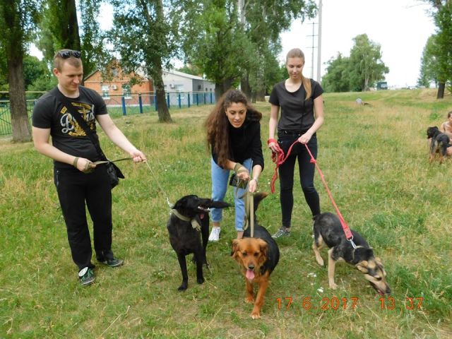 Выгулы собак, общение с кошками. экскурсии