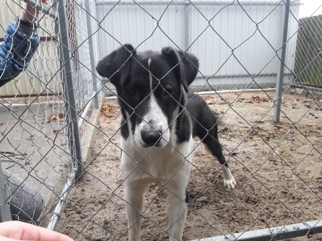 пристройство собак из приюта центр обращения с животными