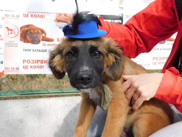 Гламурные питомцы Харьковского Центра содержания бездомных животных