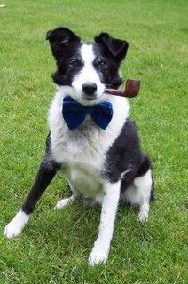 собаки в Англии