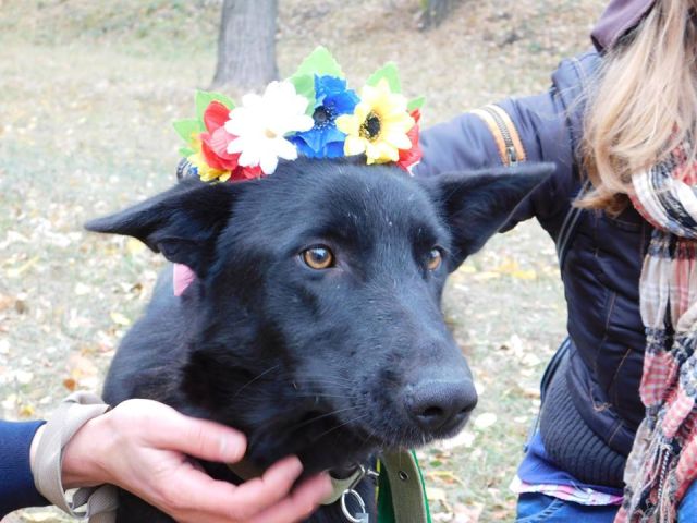 Наши волонтеры из «Отрытого сердца» продолжают конкурс «Гламурные Мистер и Мисс Золотая осень 2017»