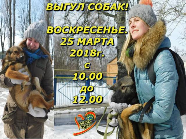 Воскресный выгул собак в Центре обращения с животными