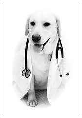 осмотр собаки