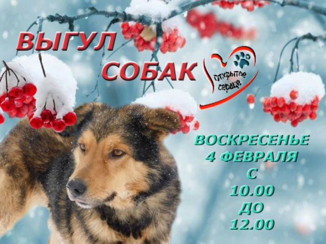 Выгуливаем собак и посещаем "Кошкин дом" 11 февраля 2018 года