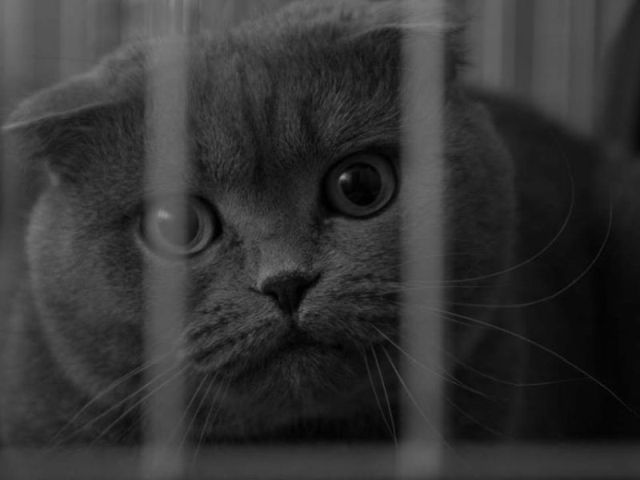 В "Кошкином доме" санитарный день