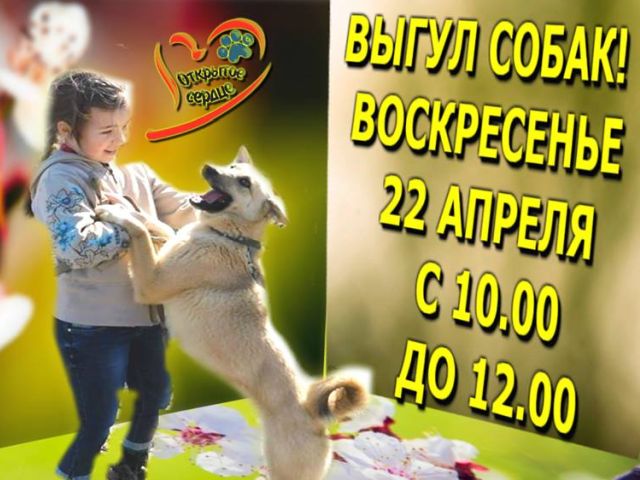Воскресный выгул собак в Центре содержания животных