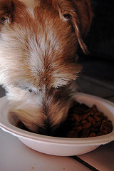 Питание собак