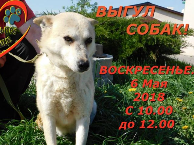 воскресный выгул собак в харьковском приюте Центра содержания животных