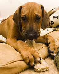 Содержание собак