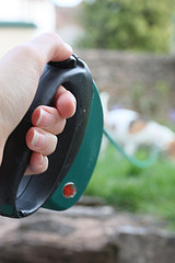 Прогулки, выгул собак