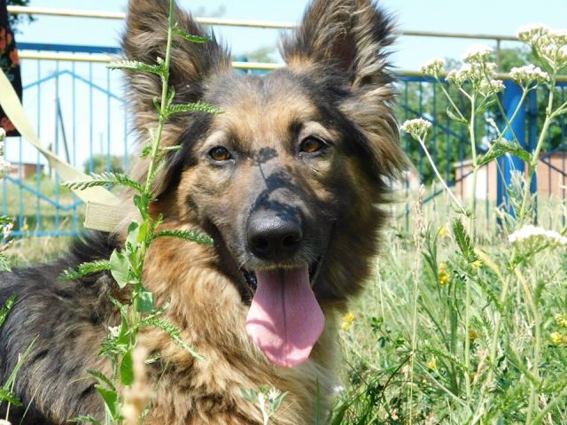 Приют для животных харьков