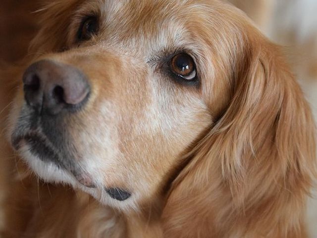 Пес заплакал от радости