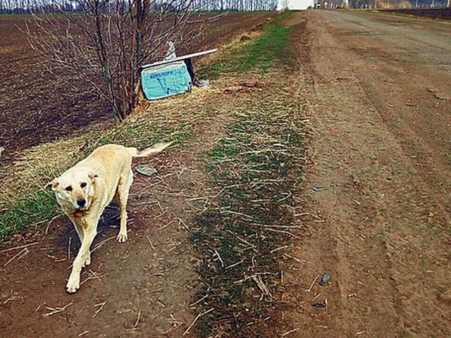 Герой ждет хозяев возле дороги. Фото: Л. Грубник
