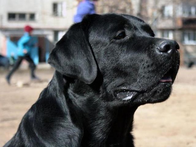 Сообразительный пес покупает печенье за листья увидев как дети покупают его за деньги