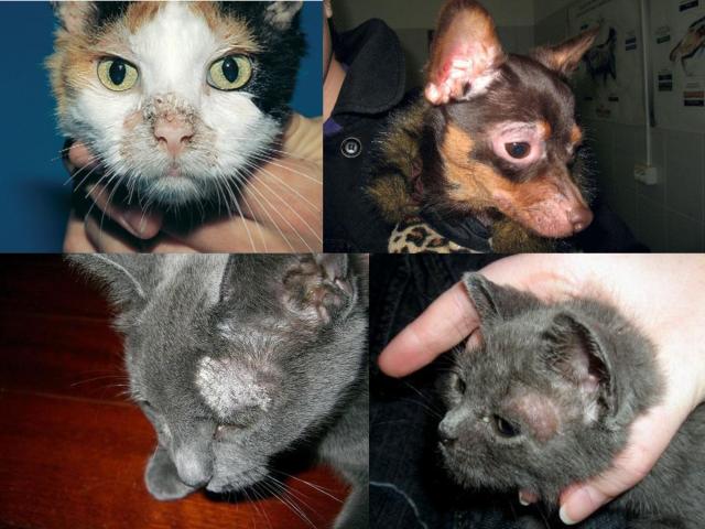 Распространение и видовой состав возбудителей дерматомикозов мелких домашних животных в. Харькове