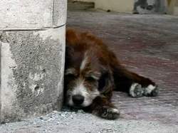 бездомные животные