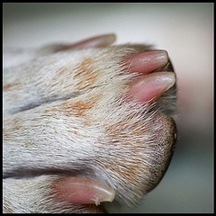 уход за когтями и лапами у собак