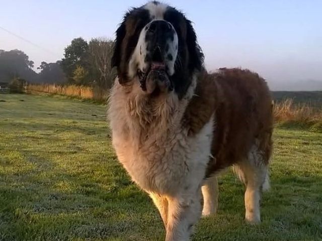 Сенбернар Мейзи