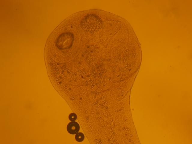 ПАРАЗИТОЗИ БЕЗПРИТУЛЬНИХ СОБАК