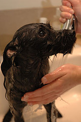 Мытье собак