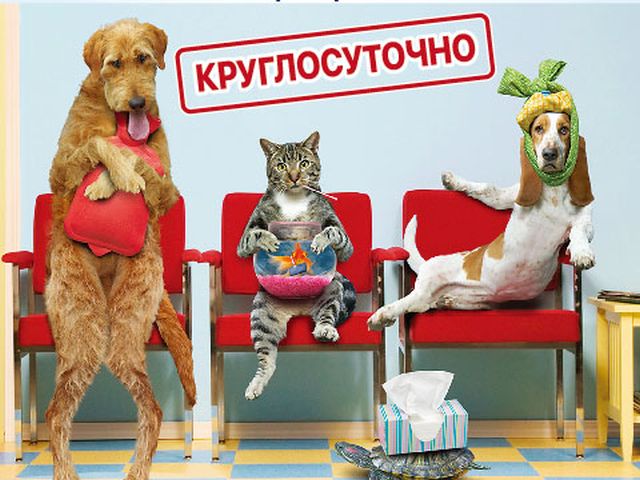 C 1 марта ветеринарная клиника Центра обращения с животными работает круглосуточно!