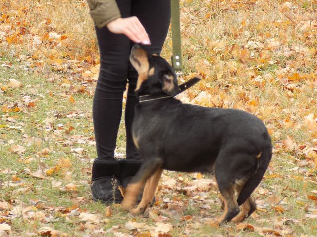 в Центре обращения с животными традиционный выгул собак и посещение "Кошкиного дома"