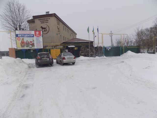 Репортаж. Утро в Приюте Центра обращения с животными