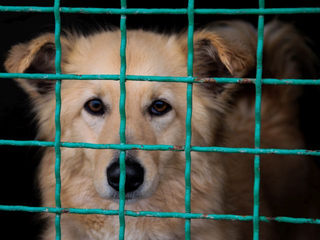 В Харькове появится первый муниципальный приют для животных