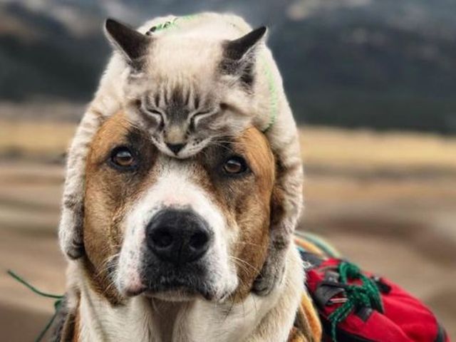 Дружба кота Балу и собаки Генри покорила Instagram