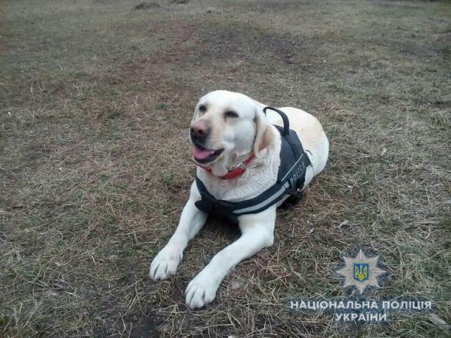 В Краматорске собака нашла пропавшего 12-летнего мальчика