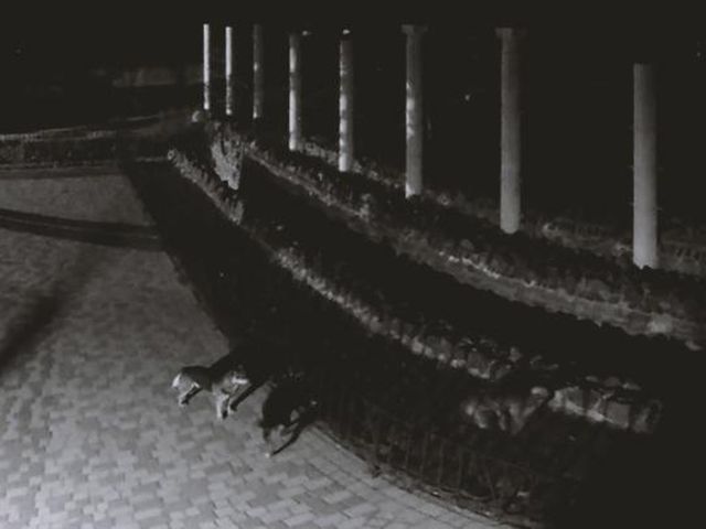 Cобаки проникли в зоопарк и загрызли животных