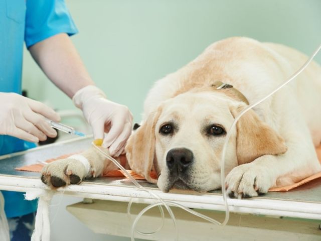 Семинар "Методы анестезиологии" в Ветклинике харьковского центра обращения с животными