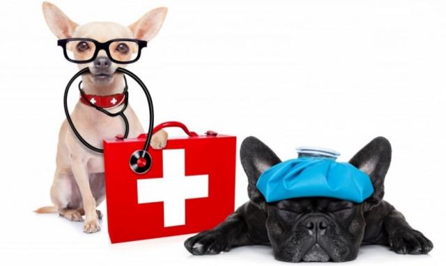 Ветеринарная "аптечка" для собак